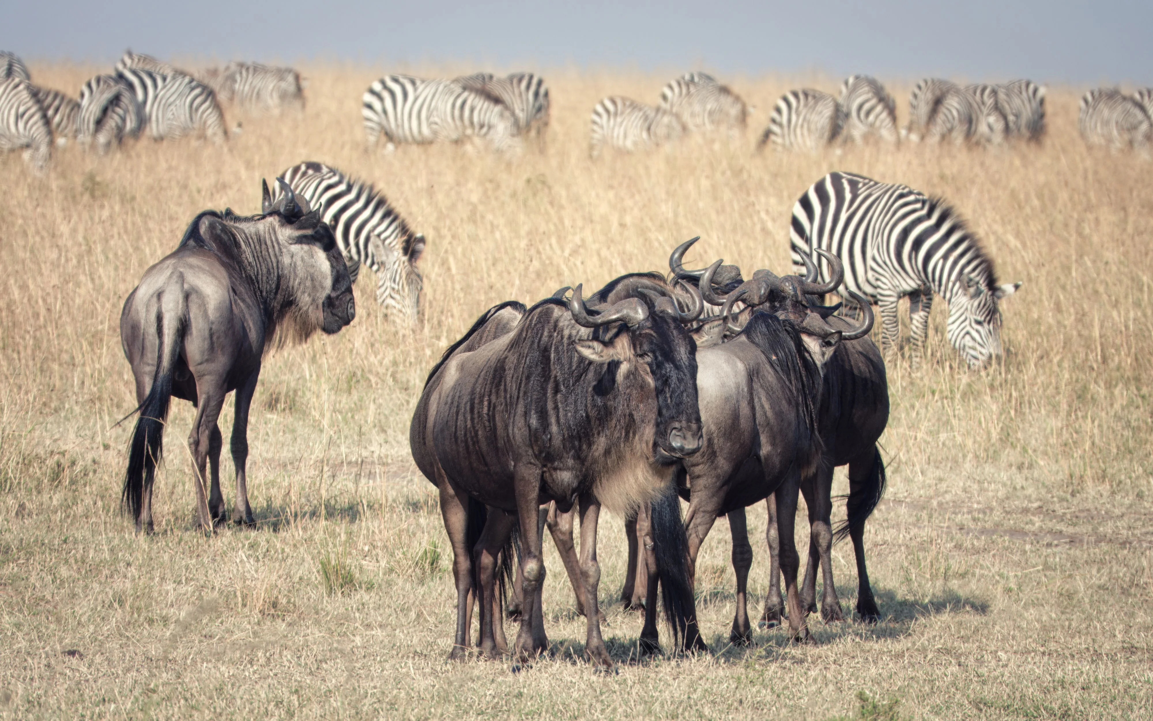 Maasai Mara Student Safari