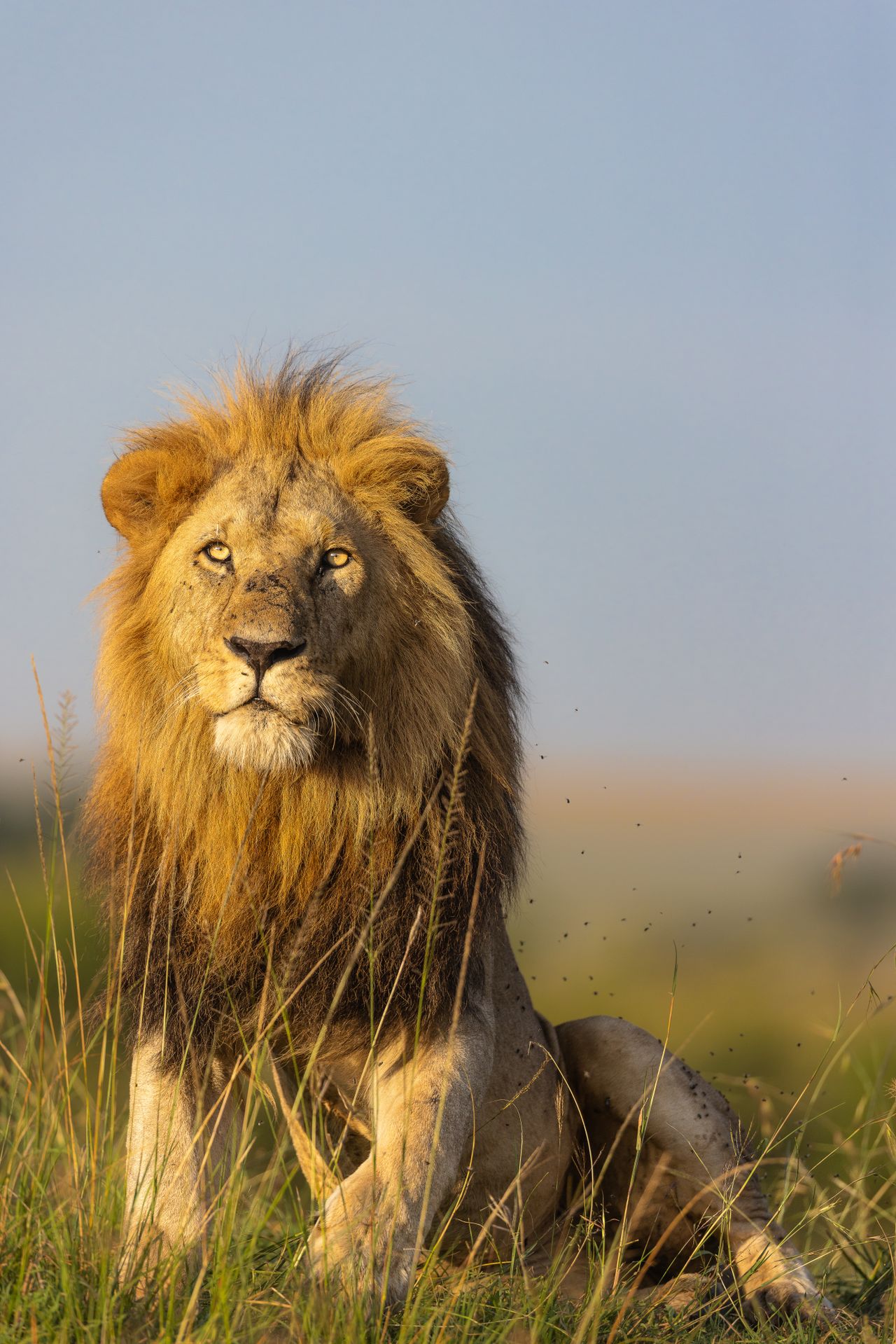 Maasai Mara Adventure